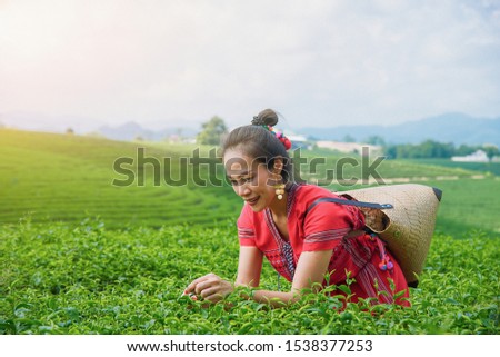Hill tribe Asian woman in traditional clothes collecting tea leaves with basket at Mae Salong Mountain, Chiang Rai, Thailand with Choui Fong tea plantation background. - Image Royalty-Free Stock Photo #1538377253