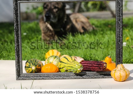 Bouquet with chillis in the grass, picture frame, and a dog in background