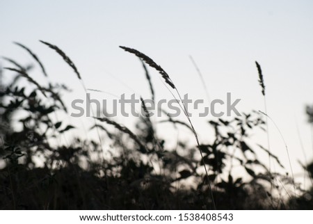 Silhouette of grass field with bright sky