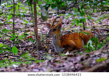 A deer sitting in the forest for rest in Thailand.Blurred soft. 
