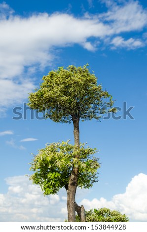 Garden tree,blue sky background.