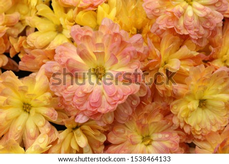 Pretty background image of soft buttery yellow and peach-colored flowers tucked into greenery of plants in backyard garden.