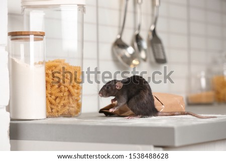 Rat near gnawed bag of flour on kitchen counter. Household pest Royalty-Free Stock Photo #1538488628