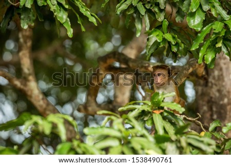 Toque macaque (Macaca sinica) monkeys are a group of Old World monkeys native to the Indian subcontinent, monkey sitting on tree,  Wilpattu National Park, Sri Lanka, exotic adventure in Asia