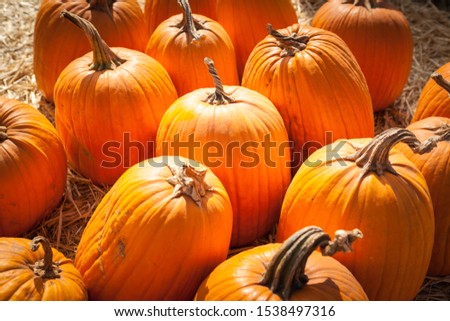 Horizontal close-up shot of pumpkin patch. Background picture for Halloween and Thanksgiving. Holiday-themed image. 