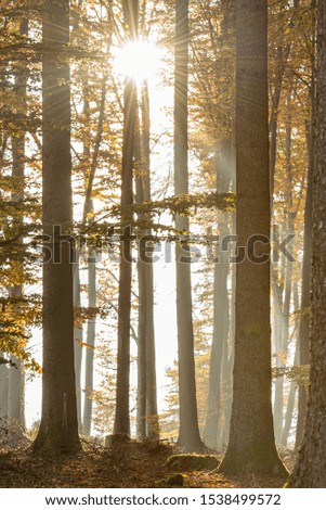 Beautiful forest in sunlight in autumn light 