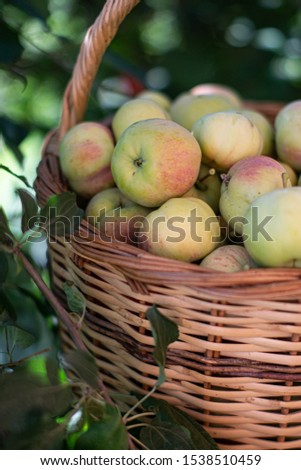 Organic raw apples in wicker basket