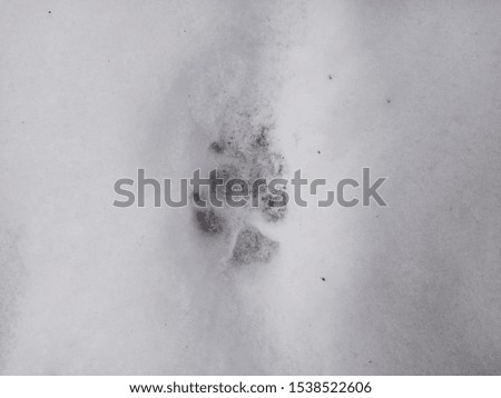 The trail of an animal predator left in the snow.