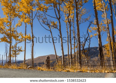 Aspen trees on side of the road