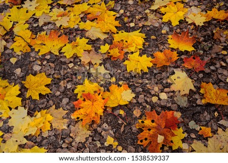 View of multi-colored maple leaves on the ground.