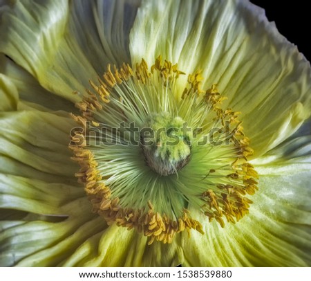 wide opend yellow silk poppy blossom heart macro,black background, detailed texture