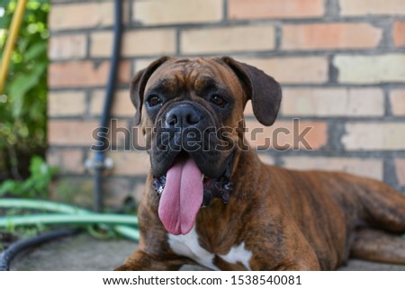 Summer outdoors portrait of Geman boxer dog on hot sunny day. Brown tiger with brindle colored boxer. 