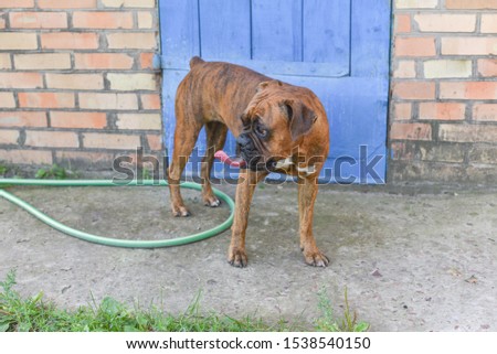 Summer outdoors portrait of Geman boxer dog on hot sunny day. Brown tiger with brindle colored boxer. 