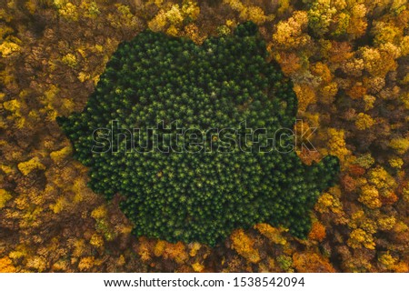 Map of Romania created from pine trees. Representative image for Romania because of illegal logging. Romania has the most pristine forests from Europe that are in danger.