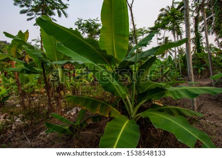 A beautiful green banana tree with its emerald green fronds waving in the wind. With bright sunlight shining through the fronds, and a large bunch of banana fruit growing on the tree. Taken at a sunny