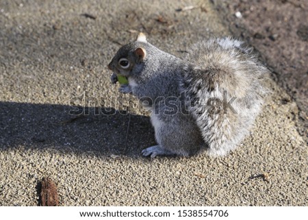 A squirrel is eating an apple