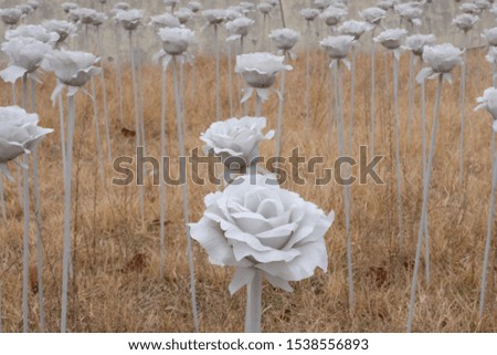 White roses on brown grass