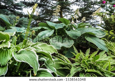 various green hosts in the ornamental garden under fir, with dark green, light green and white border leaves