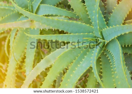 green leaves of aloe vera bush in the sunlight