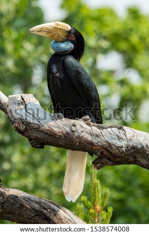 A beautifully colored toucan bird
