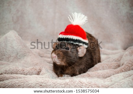 Cute funny black rat, sitting in a red hat, on soft fluffy light fabric, for postcards, symbol of the new year 2020, with copyspace
