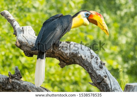 Colorful Yellow and Black Toucan