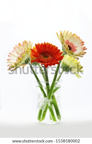 Beautiful orange and variegated pink Gerberas in a glass vase set against a white background. South African species also known as Transvaal daisy or Barberton daisy.