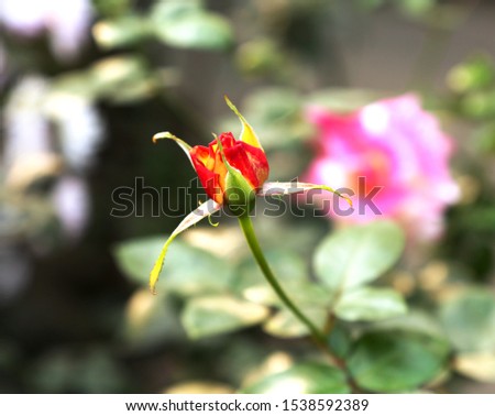A mixed color of red & yellow Rose Bud in the garden.