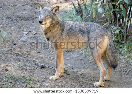 Large Red Wolf (Canis rufus) Royalty-Free Stock Photo #1538599919