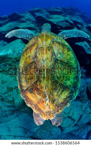 under water green turtle photo