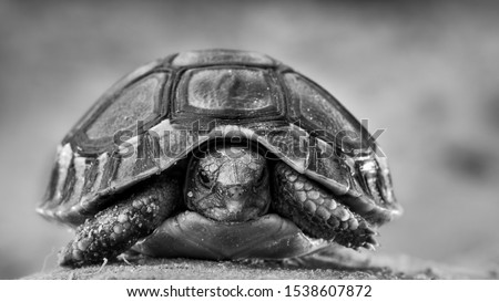 a monochrome image of a baby turtle walking to a safe hiding place along the sea shore of the south African west coast