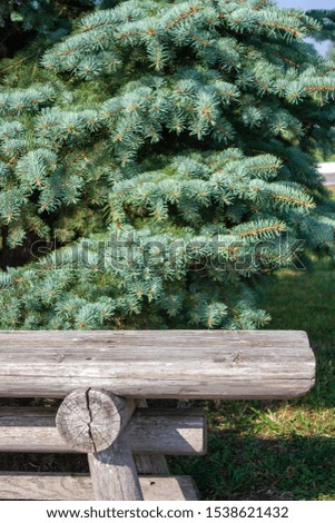 Old logs on a background of green pine on a sunny day. Gray cracked logs and bright green pine. Close-up side view