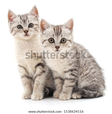 Two gray cat isolated on a white background.