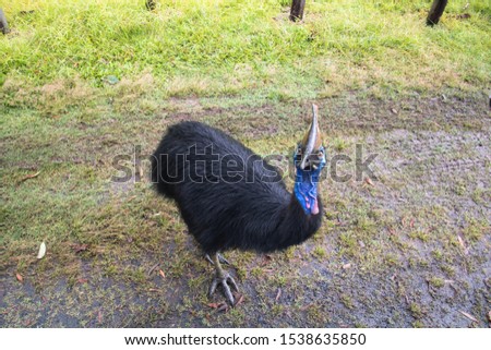 An almost extinct southern cassowary helmet strolls across the campsite on the beach of Etty Bay in north Queensland, Australia, on a rainy day.