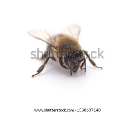 One small bee isolated on a white background.