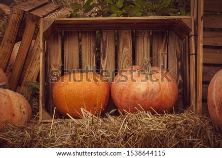 beautiful orange autumn fresh pumpkin lying outdoors as a decoration