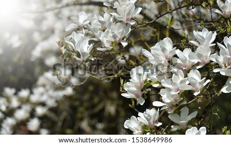 The dense flowering of white magnolia, many large flowers on the branches during the flowering of magnolia in spring