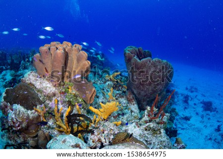 Coral reef landscape, Cozumel Mexico