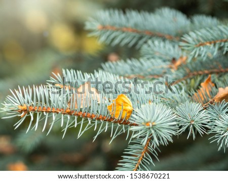 Green spruce branches and yellow leaves in the autumn or winter park. Autumn background.