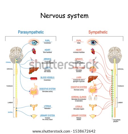 Sympathetic And Parasympathetic Nervous System. Difference. diagram with connected inner organs and brain and spinal cord. Educational guide of human anatomy.  vector illustration for medical use Royalty-Free Stock Photo #1538672642