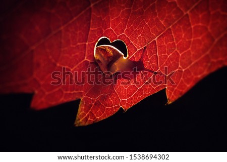 close-up snail on a red leaf with a heart-shaped hole
 Royalty-Free Stock Photo #1538694302