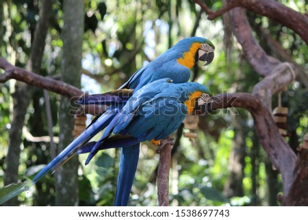 Two blue and yellow macaws sitting on an outdoor tree branch. Bird Park.