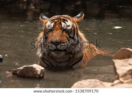 the tiger in this picture is the biggest and most magnificent tiger of all of Ranthambore, his name is khumbha. when we spotted him he was about to ambush on some sambar deers which slipped away