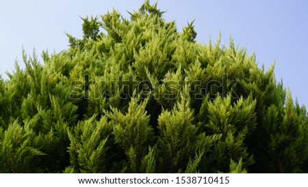 Beautiful pine trees on clear blue &white sky background. Bright summer landscape alone tender pine tree in front of the rows of pines. Wilderness oxygen area. Pine tree wallpaper.