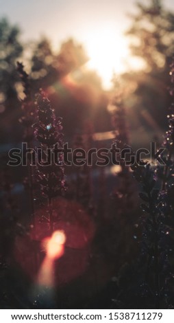 purple sage flowers, morning sun, dawn, sun rays and glare, bokeh, blurred background