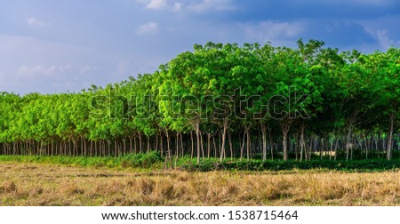 Panorama latex rubber plantation or para rubber tree or tree rubber with leaves branch in southern Thailand Royalty-Free Stock Photo #1538715464