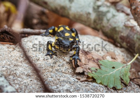 salamander in the Montseny in autumn