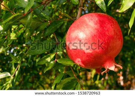 
Red ripe pomegranate fruit on tree branch in the garden. Colorful image, close up