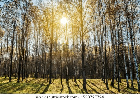 A picture of a birch grove illuminated by the rays of the autumn orange sun. Green grass and birch trees evening time