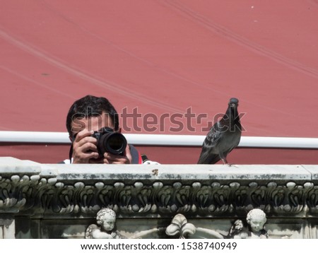 Photographer taking a picture of a pigeon